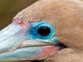 Red-footed Booby