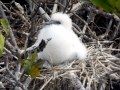 Red-footed Booby