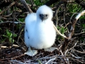 Red-footed Booby