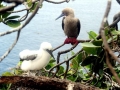 Red-footed Booby
