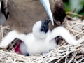 Red-footed Booby