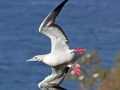 Red-footed Booby