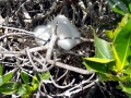 Red-footed Booby