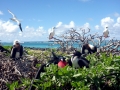 Red-footed Booby