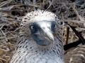Red-footed Booby