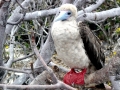 Red-footed Booby