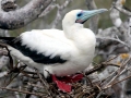 Red-footed Booby