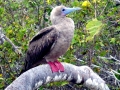 Red-footed Booby