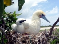 Red-footed Booby
