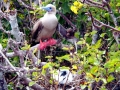 Red-footed Booby
