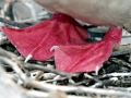 Red-footed Booby