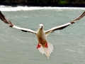 Red-footed Booby