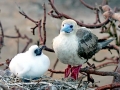 Red-footed Booby