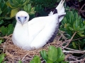 Red-footed Booby