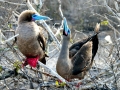 Red-footed Booby