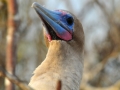 Red-footed Booby