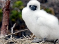 Red-footed Booby