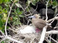 Red-footed Booby