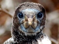 Red-footed Booby