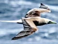Red-footed Booby