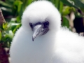 Red-footed Booby