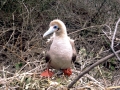 Red-footed Booby