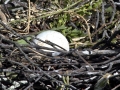 Red-footed Booby