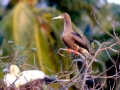 Red-footed Booby