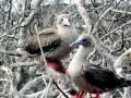 Red-footed Booby