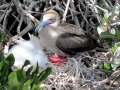 Red-footed Booby