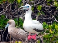 Red-footed Booby