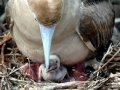 Red-footed Booby