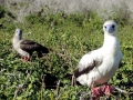 Red-footed Booby