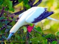 Red-footed Booby