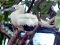 Red-footed Booby