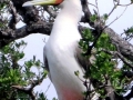 Red-footed Booby