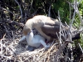 Red-footed Booby