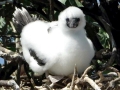 Red-footed Booby