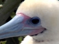 Red-footed Booby