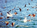 Red-footed Booby