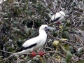 Red-footed Booby