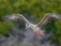 Red-footed Booby