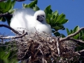 Red-footed Booby