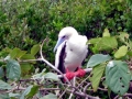 Red-footed Booby
