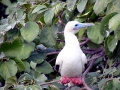 Red-footed Booby