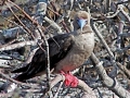Red-footed Booby