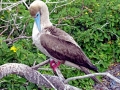 Red-footed Booby
