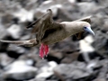 Red-footed Booby