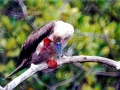 Red-footed Booby