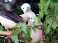 Red-footed Booby